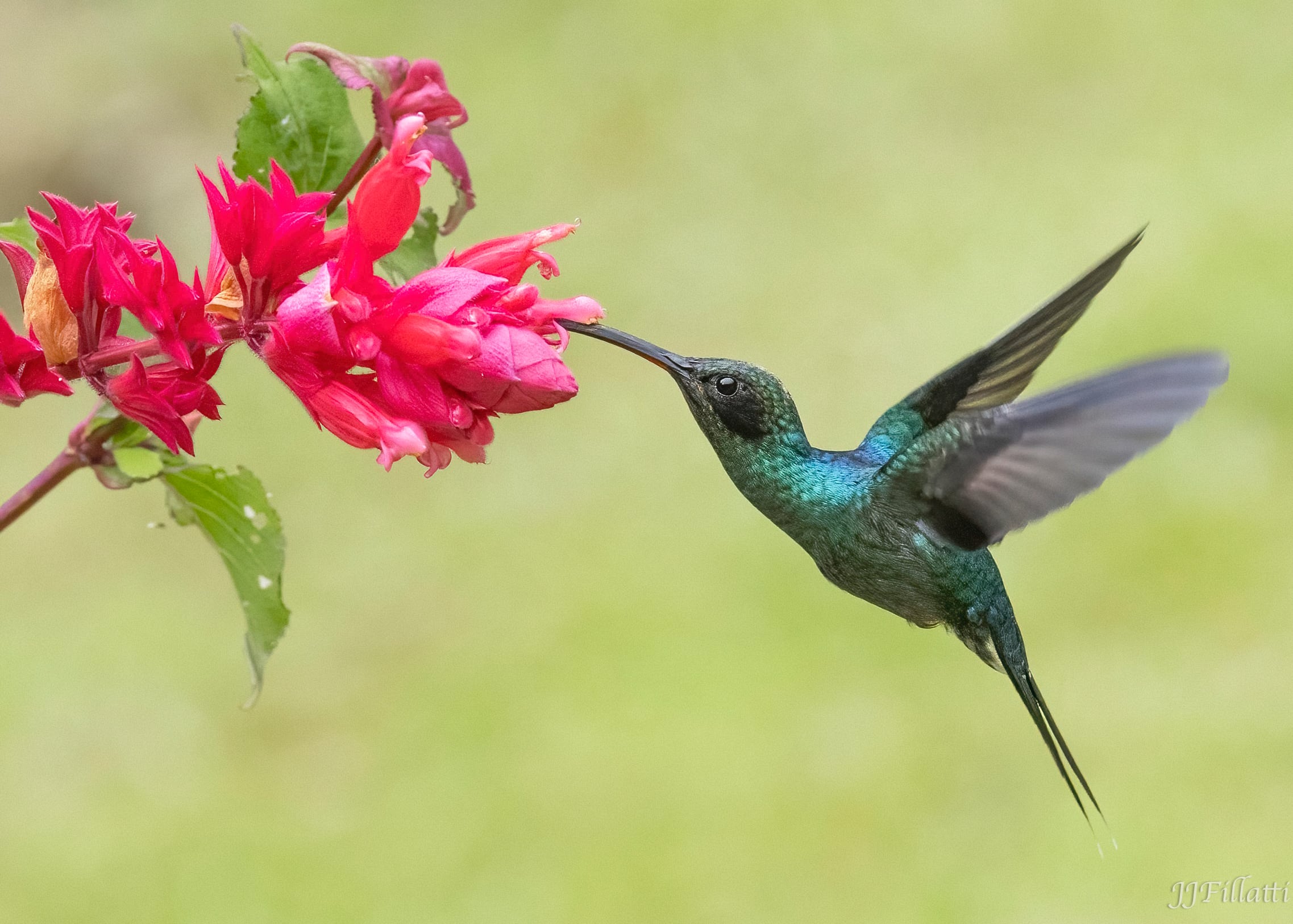 bird of Costa Rica image 25